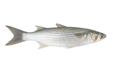 Whole fresh raw grey mullet fish isolated on white background