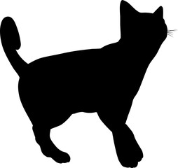 Silhouette Cat Pet Animal