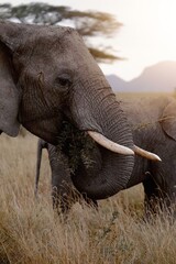 Naklejka na ściany i meble Elephants in Tanzania, Serengeti national park during migration