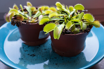 decorative venus flytrap in a pot with moist soil filled with water - obrazy, fototapety, plakaty