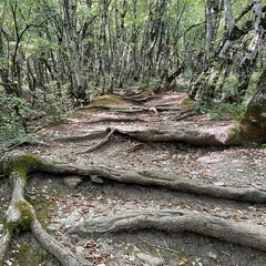 Tree roots on a path in the mountains