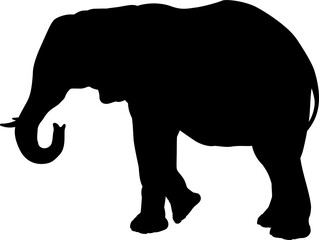 Elephant Safari Animal Silhouette