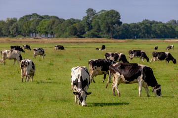 Black and white Dutch cows standing and nibbling fresh grass on green meadow, Typical summer polder landscape in Holland, Open farm with dairy cattle on the field in countryside of Netherlands.