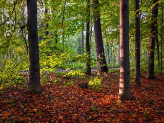 Jesienny la Bronaczowa koło Krakowa - kolory jesieni o poranku - obrazy, fototapety, plakaty