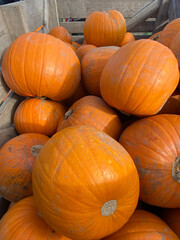 Closeup of freshly picked orange pumpkins in container on a farm, harvest season, pumpkin patch