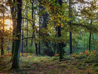 Jesienny la Bronaczowa koło Krakowa - kolory jesieni o poranku © Michal45