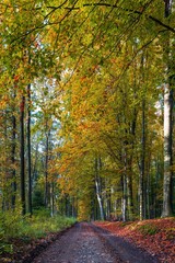 Jesienny la Bronaczowa koło Krakowa - kolory jesieni o poranku