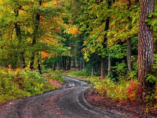 Jesienny las pełen kolorów, mgieł i promieni słońca © Michal45