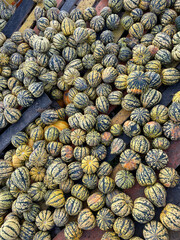 Fototapeta na wymiar Pile of freshly picked striped yellow green pumpkins on a farm, harvest season