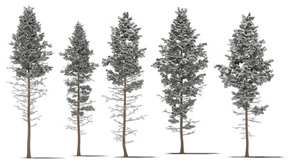 needle tree conifer pine tree winter snow 1 - obrazy, fototapety, plakaty