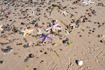 Seesterne Nordsee, Starfish,Nordh Sea