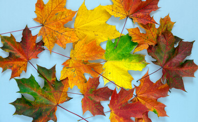 Naklejka na ściany i meble Beautiful autumn maple leaves on a blue background