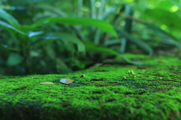 Integrity of the forest, national park. Beautiful green moss on the floor, moss close-up, macro. Beautiful background of moss with sunlight