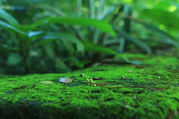 Green moss with green background 