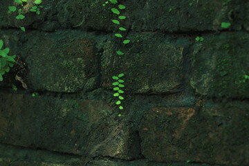Green moss and leaf hanging on a wall