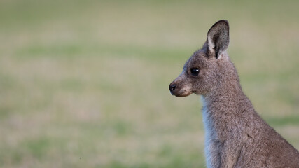 Young grey kangaroo portrait, profile view, Kangaroo Valley, NSW