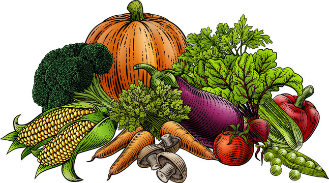 colorful vegetables harvest, vintage style, white background