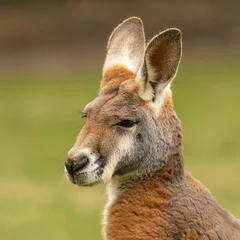 Fotobehang Red kangaroo (Osphranter rufus) head shot © Alex Cooper