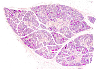 Obraz na płótnie Canvas Submandibular gland