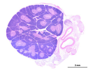 Thymus