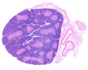 Thymus