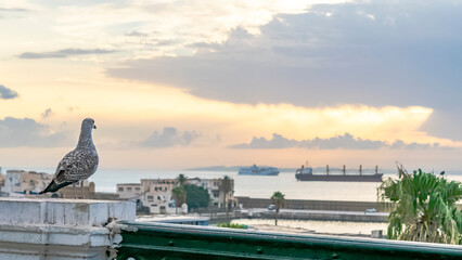 Seagull looking at the bay of Algiers in a morning sunrise. Selective focus on foreground with...