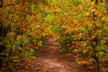 autumn in the forest