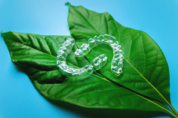Invisible plastic braces three pieces lie on a green succulent leaf from a flower on a blue...