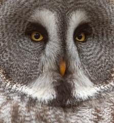 Great grey or great gray owl, closeup portrait