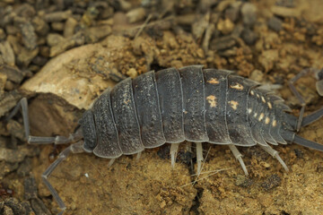 Closeup on an aggregation of grey Spanish woodlouse , Porcellio ornatus in Andalusia