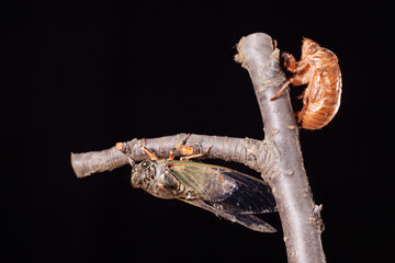 A cicada metamorphoses on a branch