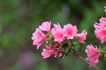 Obraz premium 咲き誇る情熱の花