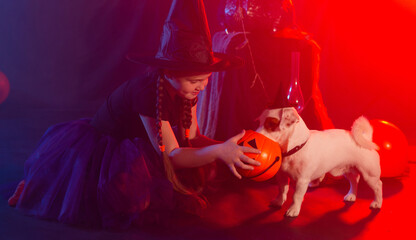Halloween and celebration concept. Child girl in witch costume with Halloween pumpkin playing with dog jack russell terrier