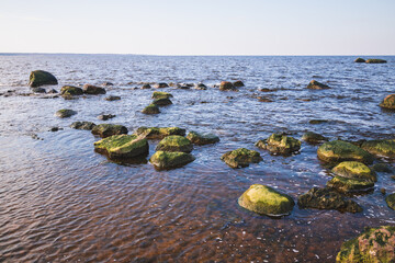 Wet coastal stones with algae are in shallow water