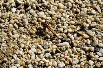 Red dragonfly sits on the surface of white fine gravel