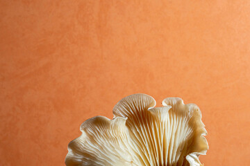 Close-up of the inner surface of a wild mushroom. Abstract macro background.