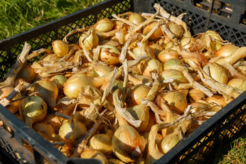 onions in a black plastic box on the grass.