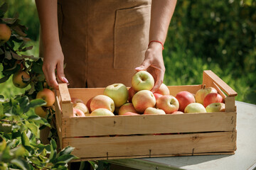 Close up of female farmer worker hands holding picking fresh ripe apples in orchard garden during autumn harvest. Harvesting time