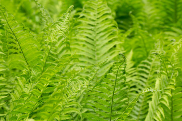 Beautiful fern leaf texture in nature. Natural ferns blurred background. Fern leaves Close up. background nature concept.
