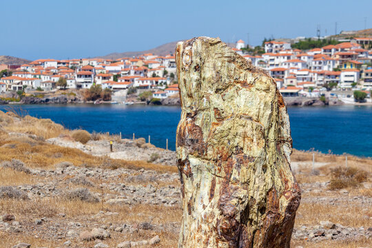 Petrified tree trunk at the Petrified Forest of Lesvos island, near Sigri village, Greece. The forest is part of the Global Geoparks Network and 1 of the first 100 World Geology Monuments. 