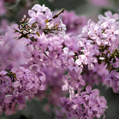 Pink lilac lilac flowers, close up, minimalist nature photography.