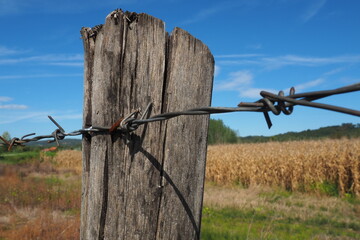 Barbed wire, double wire, metal tape with sharp spikes for barriers. Rusty barbed wire against the...