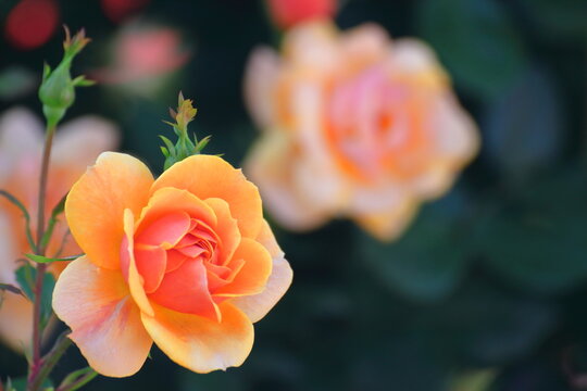 イギリスの国花 Images Browse 113 Stock Photos Vectors And Video Adobe Stock