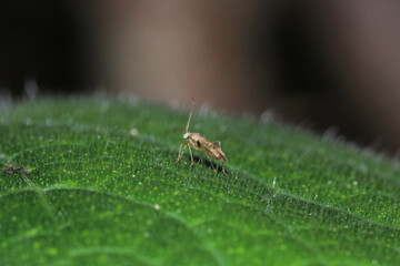 
macrolophus caliginosus insect macro photo