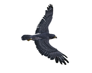 Peregrine falcon soaring with wings spread viewed from above. 3D rendering isolated.