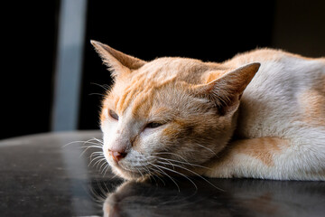 Orange cat on car roof,dark factory background 