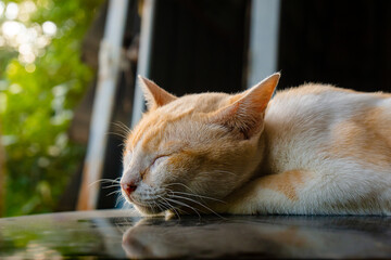 Orange cat on car roof,dark factory background 