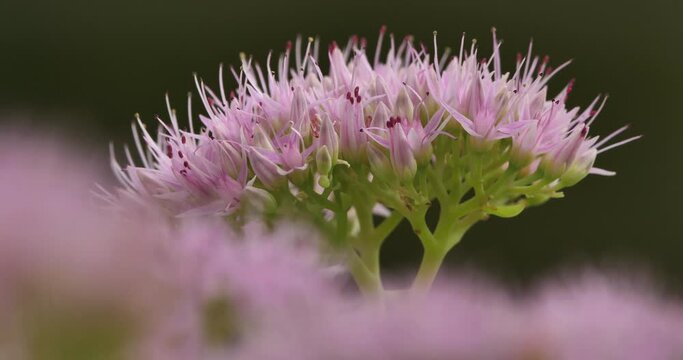 sedum spectabile also known as Hylotelephium spectabile.