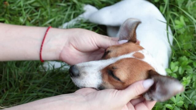 Taking care of the pet, the hostess massages the ears of a small dog. Playing with a pet in the park
