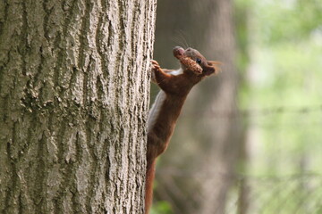 Eichhörnchen